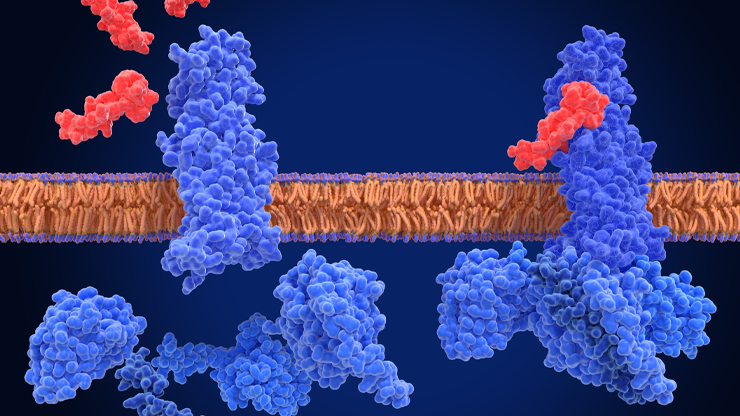 Immunologie et cellules sanguines, lymphocytes 
